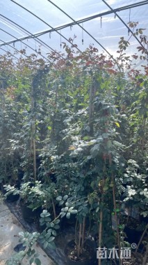 180厘米藤本月季