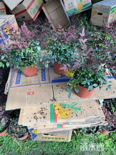 高度30厘米南天竹