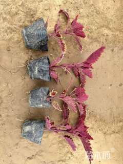 高度15厘米彩叶草