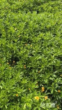 高度20厘米木春菊