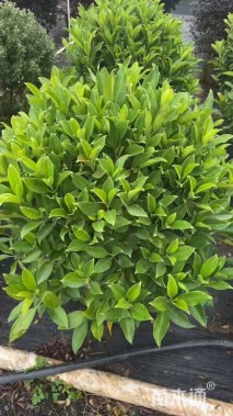 高度80厘米非洲茉莉