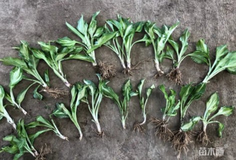 40厘米花叶玉簪