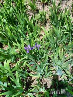 高度30厘米鸢尾