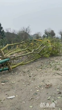 60公分(5杆)丛生朴树