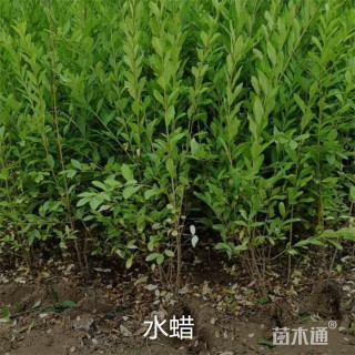 高度70厘米水蜡