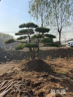 15公分造型黑松