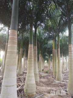 裸干高500厘米大王椰子