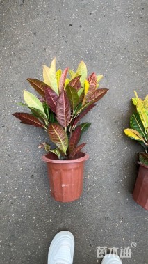 高度35厘米变叶木