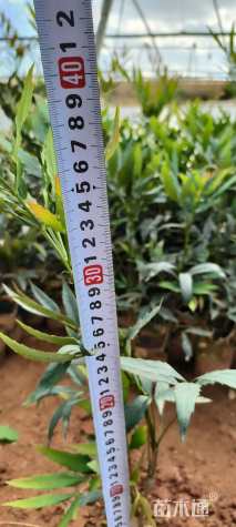 高度50厘米十大功劳