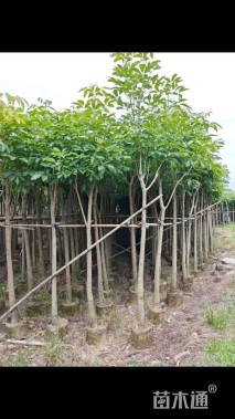 8公分红花风铃木