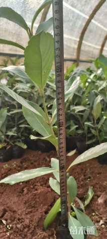 高度50厘米法国冬青