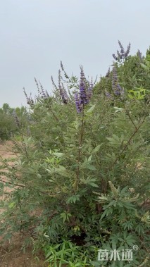 高度150厘米穗花牡荆