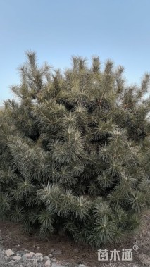 高度500厘米油松