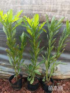 高度25厘米木春菊