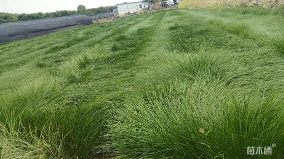 高度20厘米葱兰