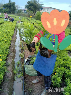 高度25厘米木春菊