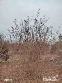 高度250厘米丛生紫薇