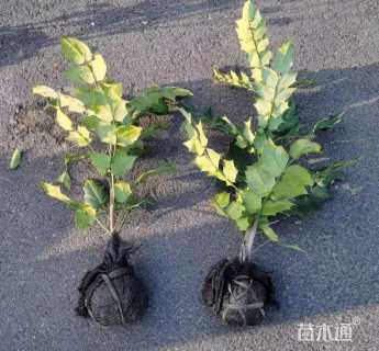 高度40厘米阔叶十大功劳