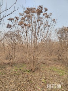 高度500厘米丛生暴马丁香