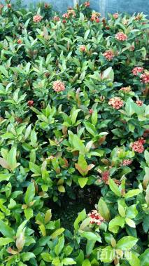 高度20厘米龙船花