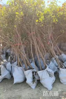 高度150厘米乌桕小苗