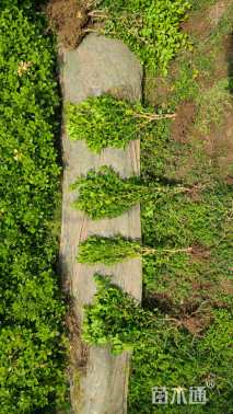 高度30厘米小叶黄杨