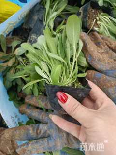 高度15厘米天人菊