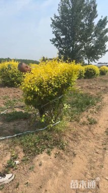 冠幅150厘米金叶榆球
