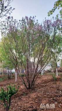 高度120厘米丛生紫丁香