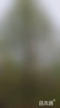 15公分二乔玉兰