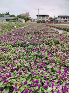 高度20厘米千日红