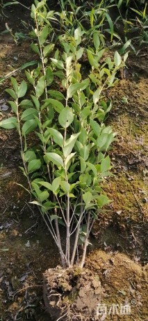 高度50厘米日本女贞