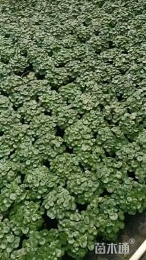 高度20厘米铜钱草