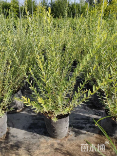 高度150厘米杞柳