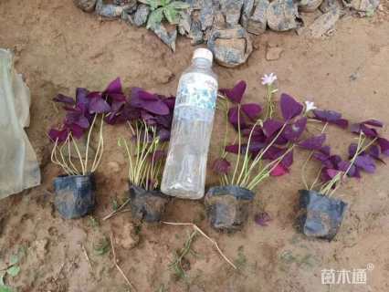 高度10厘米紫叶酢浆草