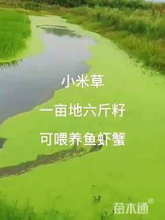 小米草种子