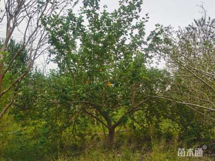 高度300厘米海滨木槿