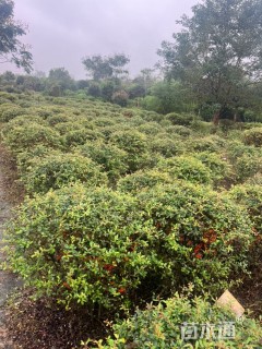 高度90厘米火棘