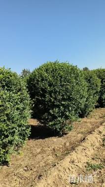 高度100厘米水蜡球