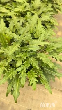 高度35厘米仙羽蔓绿绒