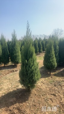 高度150厘米圆柏
