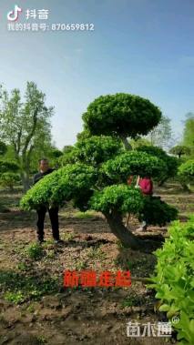 高度200厘米卫矛