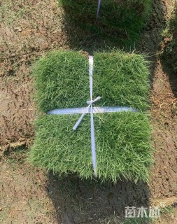 草卷状马尼拉草