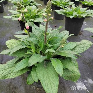 高度30厘米毛地黄