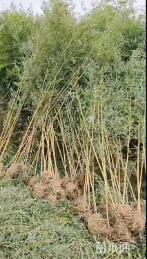 地栽苗金镶玉竹