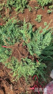 高度50厘米薄叶卷柏