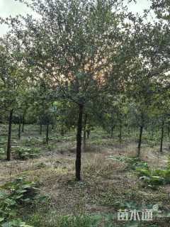 18公分弗吉尼亚栎