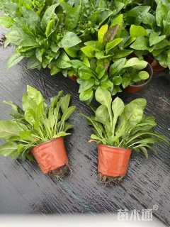 高度15厘米吊钟柳