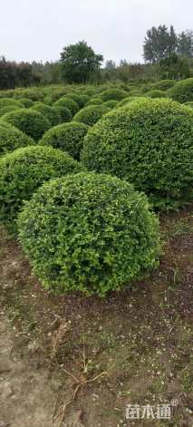 冠幅70厘米小叶女贞球