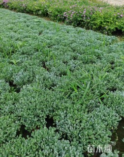 高度30厘米芙蓉菊